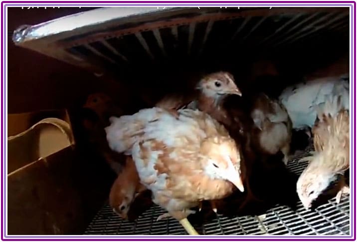 Încălzirea unui incubator pentru păsări de curte, găini, prepelițe - fotografia 3