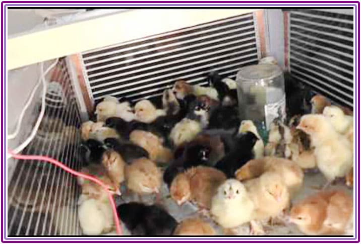 Încălzirea unui incubator pentru păsări de curte, pui, prepelițe - fotografia 4