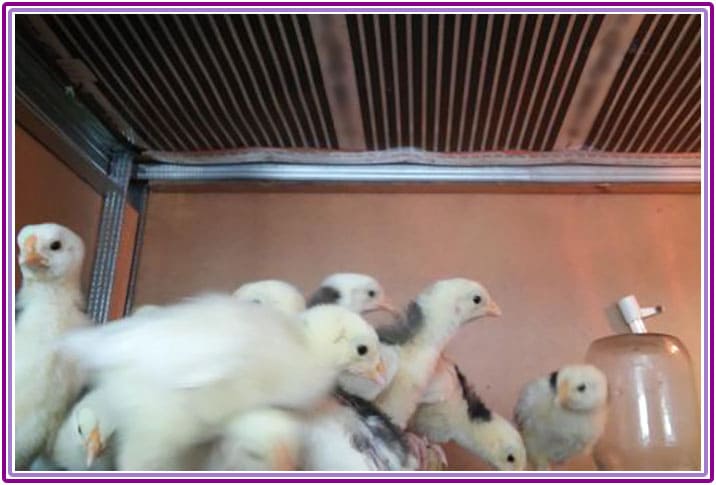 Încălzirea unui incubator pentru păsări de curte, pui, prepelițe - fotografia 5